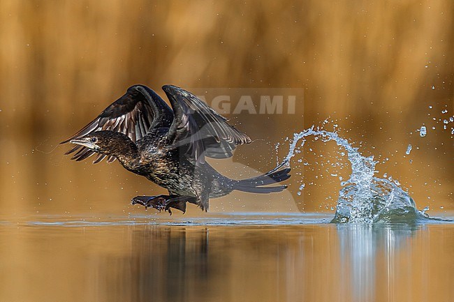 Pygmy Cormorant, Microcarbo pygmeus, in Italy. stock-image by Agami/Daniele Occhiato,
