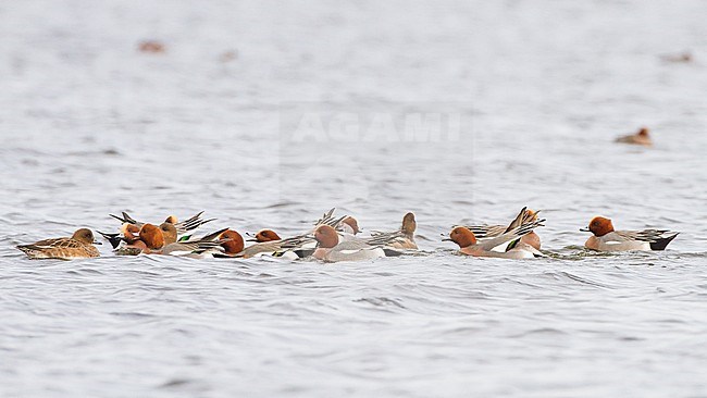 Smient, Eurasian Wigeon, Anas penelope wintering birds on lake during frost period. Flock if displaying and fighting males over female. stock-image by Agami/Menno van Duijn,