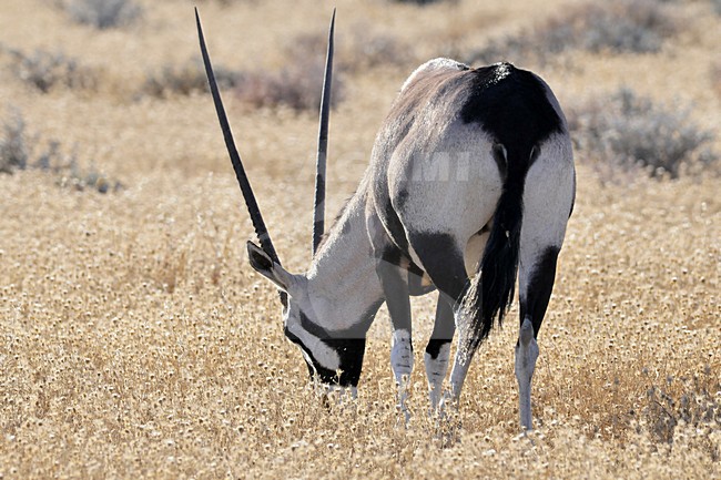  stock-image by Agami/Hans Germeraad,