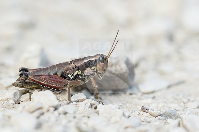 Podisma pedestris - Common Mountain Grasshopper - Gewoehnliche Gebirgsschrecke, Slovenia, imago stock-image by Agami/Ralph Martin,