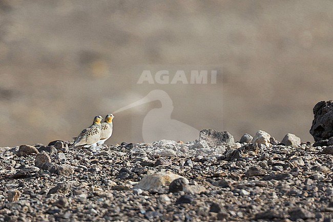 Adult Tibetian Sandgrouse (Syrrhaptes tibetianus) in Tajikistan. stock-image by Agami/Ralph Martin,
