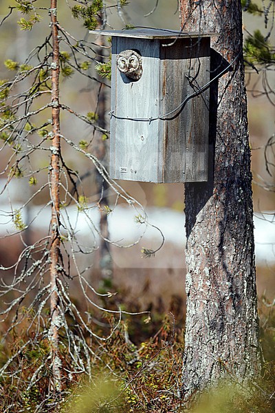 Ruigpootuil, Boreal Owl, Aegolius funereus stock-image by Agami/Dick Forsman,