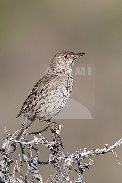 Adult 
Mono Co., CA
June 2011 stock-image by Agami/Brian E Small,