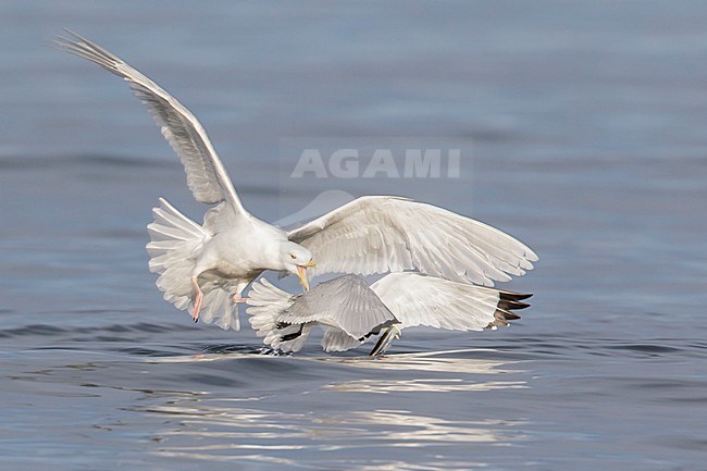 Black-legged Kittiwake (Rissa tridactyla) feeding in the ocean near Nome, Alaska. stock-image by Agami/Glenn Bartley,