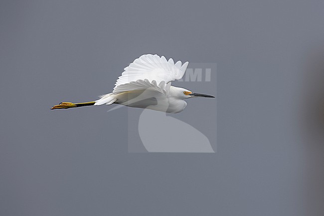 Snowy Egret (Egretta thula) sitting in Povoaçao marina, Sao Miguel, Azores, Portugal. stock-image by Agami/Vincent Legrand,