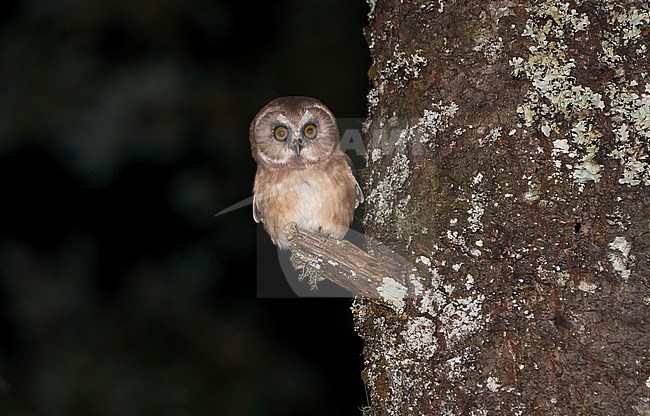 Unspotted saw-whet owl (Aegolius ridgwayi) in Guatemala. stock-image by Agami/Dani Lopez-Velasco,