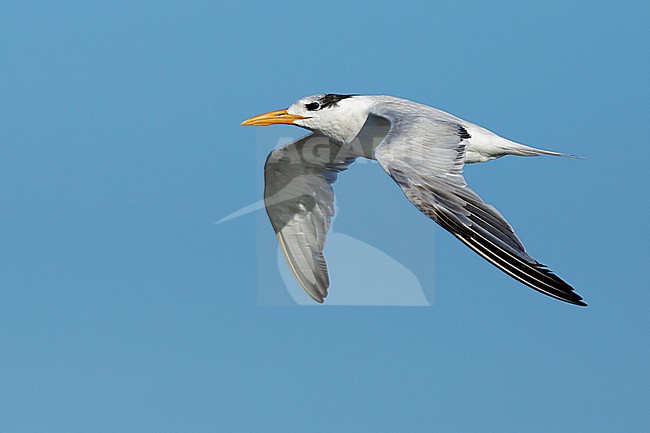 Adult American Royal Tern (Thalasseus maximus) in nonbreeding plumage in flight against a blue sky in Galveston County, Texas, USA. stock-image by Agami/Brian E Small,