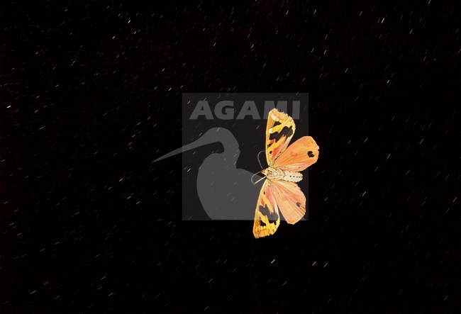 Spaanse vlag in vlucht, Jersey Tiger in flight stock-image by Agami/Rob de Jong,