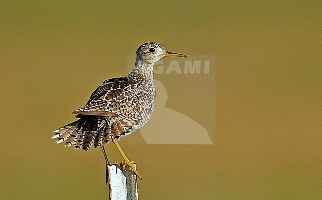 Upland Sandpiper at the grassy fields of Montana. stock-image by Agami/Eduard Sangster,