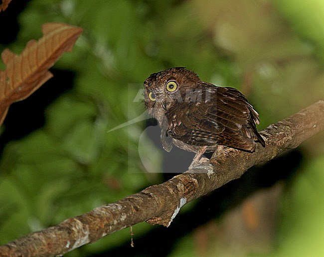 Rainforest scops owl (Otus rutilus), also known as the Malagasy scops owl or Madagascar scops owl. Perched on a branch in the forest during the night stock-image by Agami/Pete Morris,