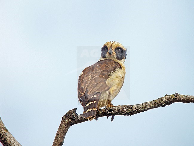  stock-image by Agami/Pete Morris,