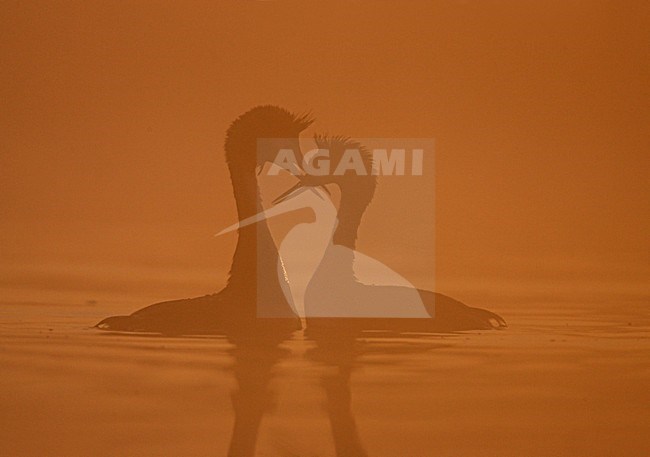 Paartje Futen in ochtendnevel; Pair of Great Crested Grebes in morning fog stock-image by Agami/Menno van Duijn,