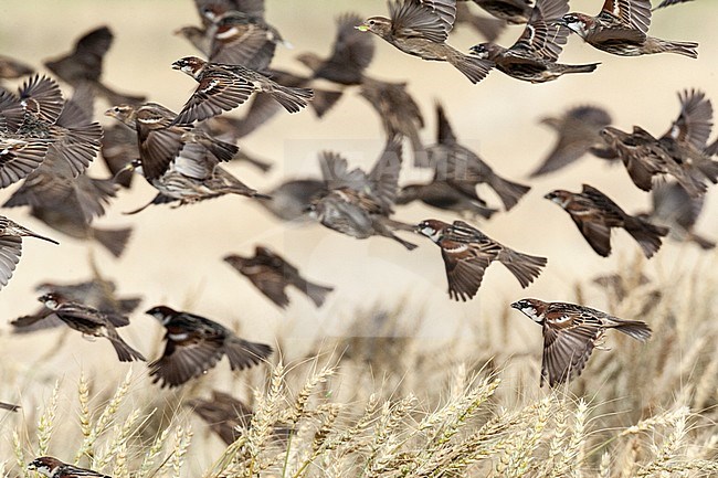 Flock of Spanish Sparrows (Passer hispaniolensis) during spring migration in southern negev, Israel. stock-image by Agami/Marc Guyt,