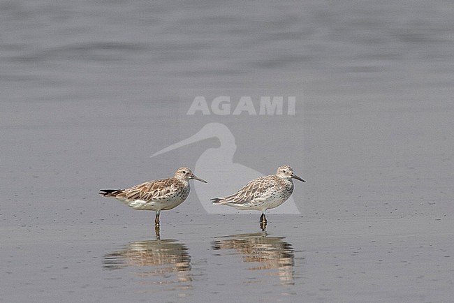 Great Knots (Calidris tenuirostris) resting on salt pan near Gulf of Thailand stock-image by Agami/Edwin Winkel,