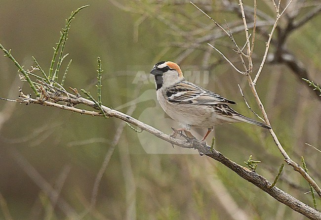 Saxaul Sparrow (Passer ammodendri) at his breeding grounds in southern Kazachstan stock-image by Agami/Eduard Sangster,