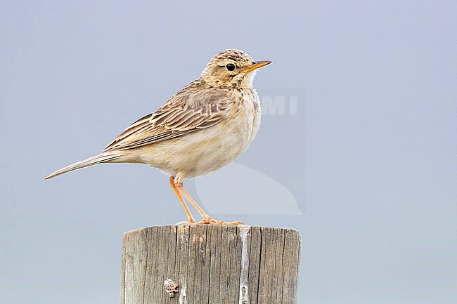 African Pipit (Anthus cinnamomeus), side view of an adult standing on a post, Western Cape, South Africa stock-image by Agami/Saverio Gatto,