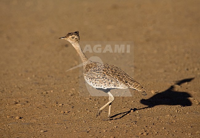 Sahel-kuiftrap, Red-crested Korhaan, Lophotis ruficrista stock-image by Agami/Marc Guyt,