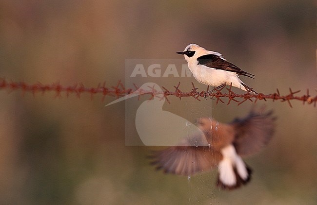 Western Black-eared Wheatear, Oenanthe hispanica (male perched with female flying behind a spider-web), at Bolonia, Andalucia, Spain stock-image by Agami/Helge Sorensen,