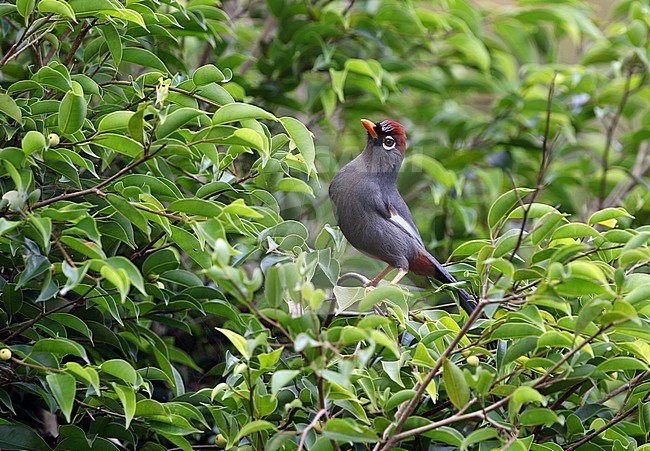 Spectacled Laughingthrush (Pterorhinus mitratus major) in subtropical montane rainforest in Malaysia. Perched in a bush, looking alert upwards. stock-image by Agami/James Eaton,