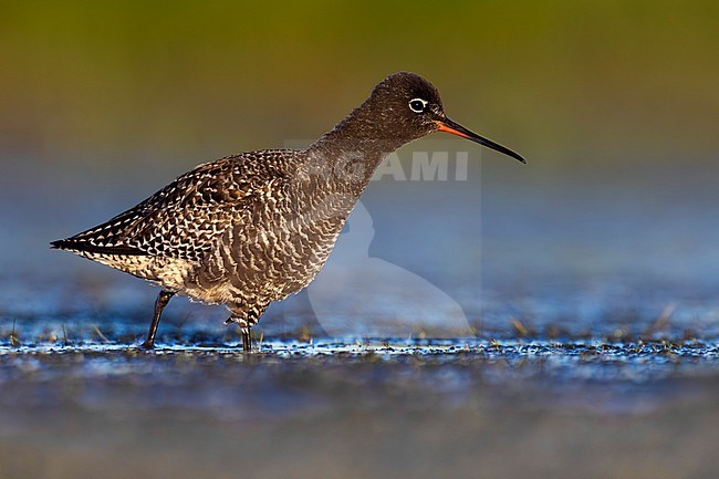 Spotted Redshank, Tringa erythropus, in Italy. stock-image by Agami/Daniele Occhiato,