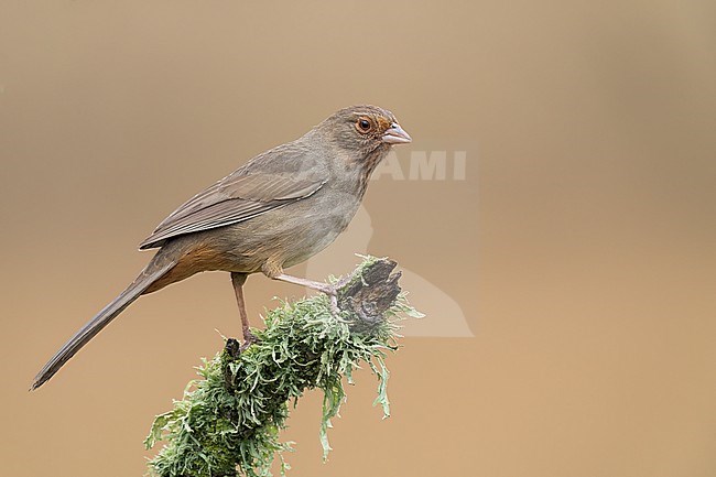 Adult 
Santa Barbara Co., CA
November 2022 stock-image by Agami/Brian E Small,