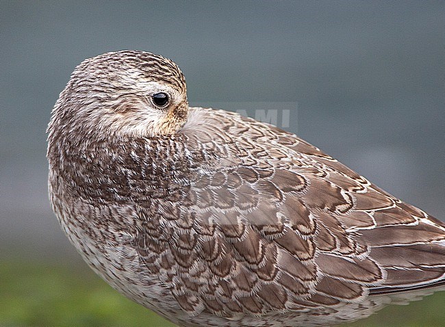 Sleeping immature Red Knot (Calidris canutus) at the southern pier of IJmuiden in the Netherlands. stock-image by Agami/Marc Guyt,