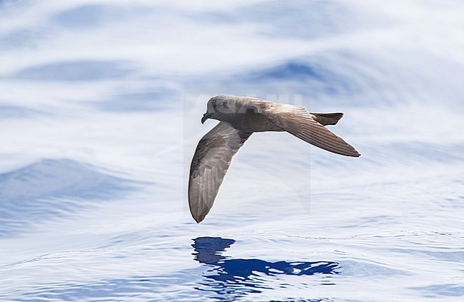 Madeiran Storm Petrel (Oceanodroma castro granti), also known as Band-rumped and Grant's Storm Petrel, flying over the ocean off Madeira in the Atlantic ocean. stock-image by Agami/Marc Guyt,