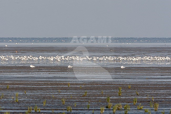 Groep Kluten poetsend; Pied Avocet flock preening stock-image by Agami/Marc Guyt,