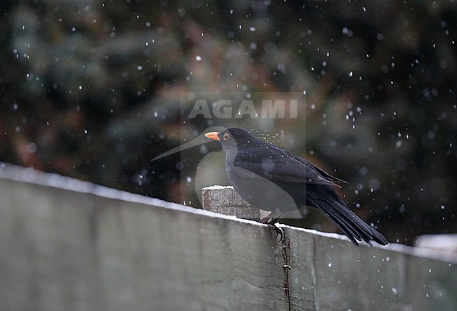 Male Common Blackbird (Turdus merula) sitting on garden fench in an urban area in Wageningen in the Netherlands during winter. stock-image by Agami/Marc Guyt,