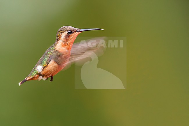 Little Woodstar (Chaetocercus bombus) in flight  in Ecuador stock-image by Agami/Dubi Shapiro,