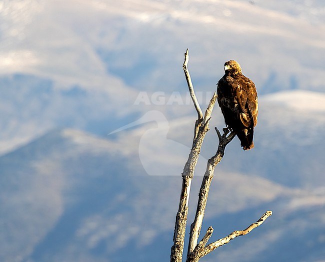 First winter Golden Eagle (Aquila chrysaetos) perched in a tree with mountains in the back stock-image by Agami/Roy de Haas,