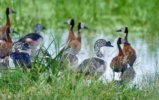 Knob-billed Duck (Sarkidiornis melanotos) males, with White-faced Whistling Ducks (Dendrocygna viduata), Botswana stock-image by Agami/Tomas Grim,