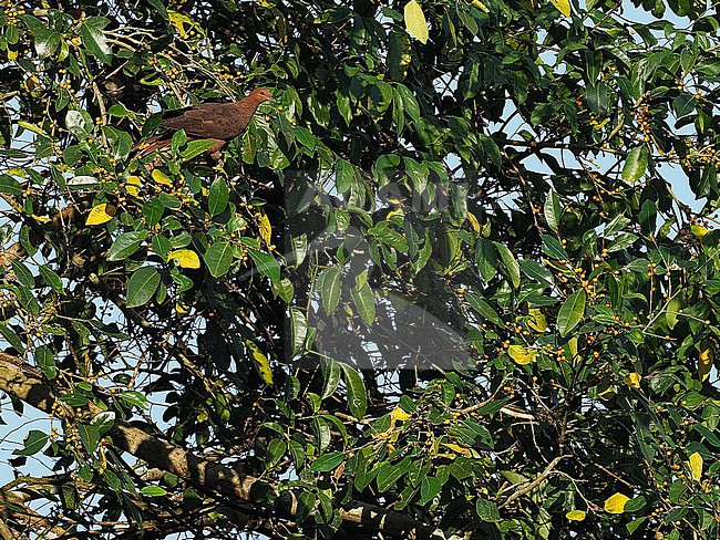 Andaman cuckoo-dove (Macropygia rufipennis) on the Andaman islands off India. stock-image by Agami/James Eaton,