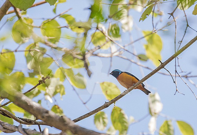 Male Elegant Euphonia, Chlorophonia elegantissima, in Mexico. stock-image by Agami/Pete Morris,