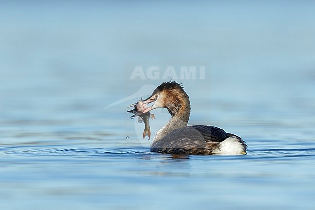 Great crested Grebe (Podiceps cristatus) in winter plumage with a caught European Perch (Perca fluviatilis) at the Reeuwijkse plassen in the Netherlands. stock-image by Agami/Walter Soestbergen,