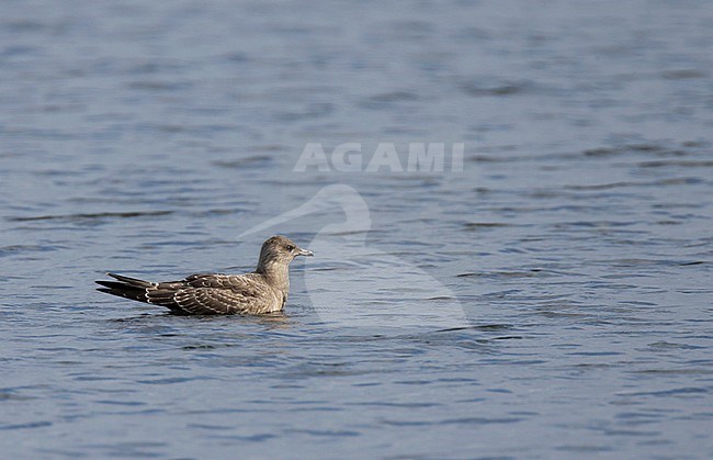 First-winter Long-tailed Skua (Stercorarius longicaudus) on an inland lake in the Netherlands. stock-image by Agami/Ran Schols,
