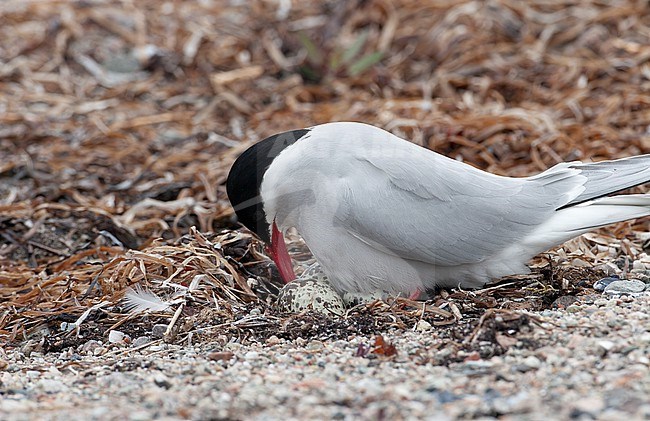 Arctic Tern (Sterna paradisaea) incubating eggs in a nest at a beach in Denmark stock-image by Agami/Helge Sorensen,