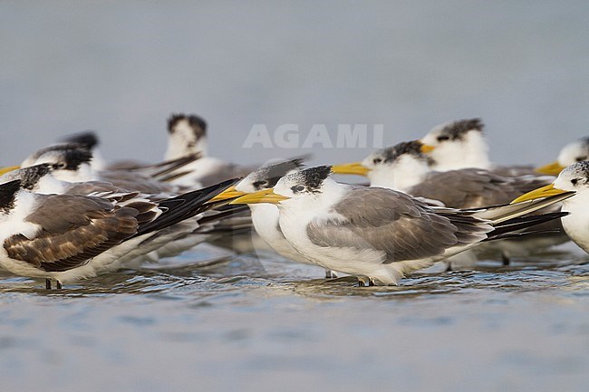 Greater Crested Tern - Eilseeschwalbe - Thalasseus bergii velox, Oman stock-image by Agami/Ralph Martin,