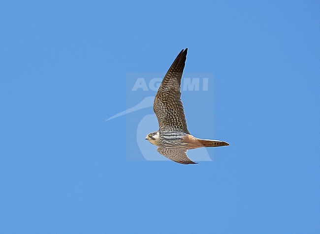 Adult Eurasian Hobby (Falco subbuteo) migrating, flying against a blue sky, showing underside and underwing stock-image by Agami/Ran Schols,
