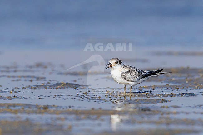 Saunders's Tern, Sternula saundersi, in Egypt. stock-image by Agami/Vincent Legrand,
