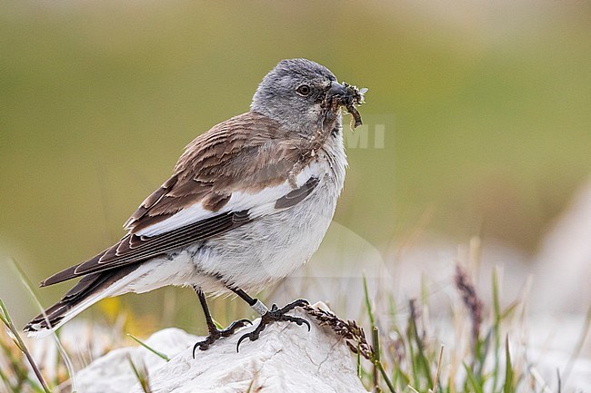 White-winged Snowfinch (Montifringilla nivalis), side view of an adult standing on a rock with food for nestlings in its bills, Abruzzo, Italy stock-image by Agami/Saverio Gatto,