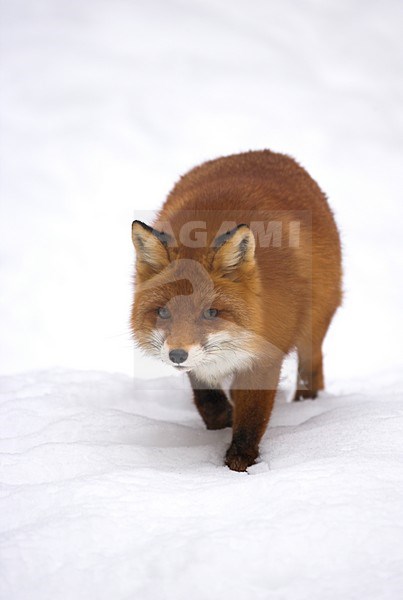 Vos in de sneeuw, Red fox in the snow stock-image by Agami/Danny Green,