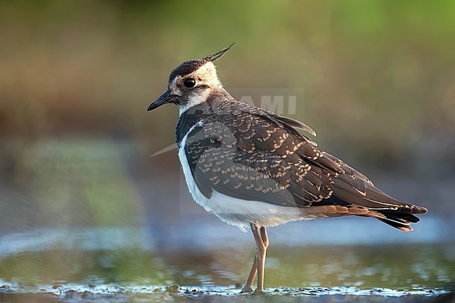 Northern Lapwing (Vanellus vanellus), side view of juvenile bird against colourful background stock-image by Agami/Kari Eischer,