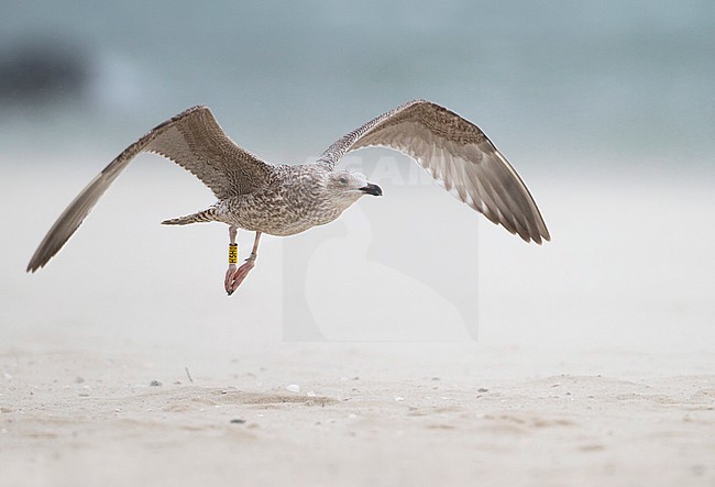 Herring Gull - Silbermöwe - Larus argentatus, Germany, 1st Winter stock-image by Agami/Ralph Martin,