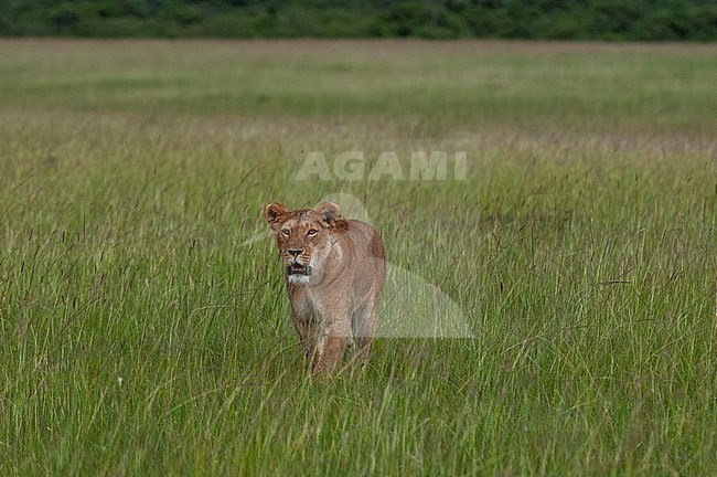 Portrait of a lioness, Panthera leo, walking through a grassland. Masai Mara National Reserve, Kenya. stock-image by Agami/Sergio Pitamitz,