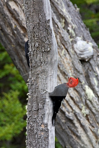 Mannetje Magelhaenspecht; Male Magellanic Woodpecker stock-image by Agami/Marc Guyt,
