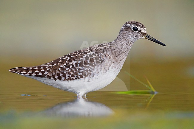 Wood Sandpiper (Tringa glareola), adult standing in a pond stock-image by Agami/Saverio Gatto,