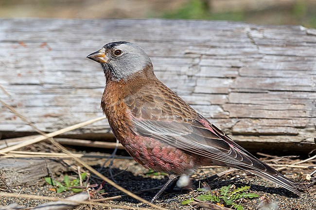 A Gray-crowned Rosy-Finch (Leucosticte tephrocotis littoralis) sits upright in front of a piece of drift wood along the coast of Iona Island near Vancouver, British Columbia, during a short stop on its migration. Close-up side view of the bird in upright position. The rosy colored flanks and rump after which this bird is named, are clearly visible. This birds is of the Hepburn’s subspecies. stock-image by Agami/Jacob Garvelink,