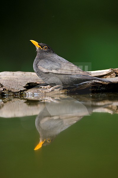 Merel bij drinkplaats; Common Blackbird at drinking site stock-image by Agami/Marc Guyt,