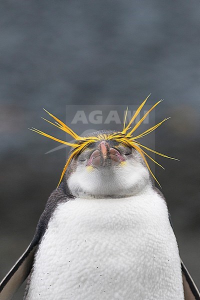 Royal Penguin (Eudyptes schlegeli) enjoying the afternoon on Macquarie islands, Australia stock-image by Agami/Marc Guyt,